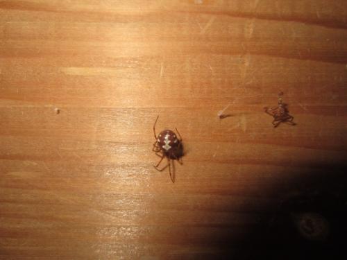 Réf. 150 300 : Steatoda triangulosa