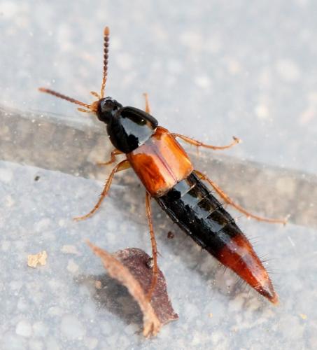 Bolitobius sp.