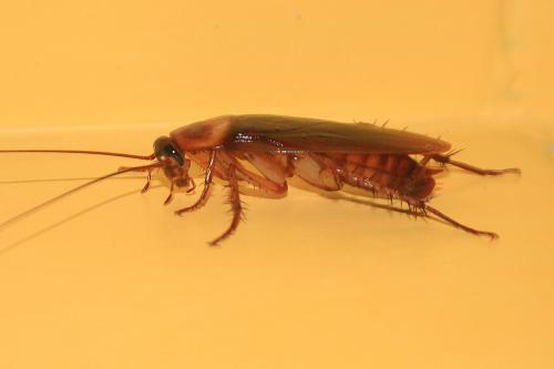 Periplaneta americana