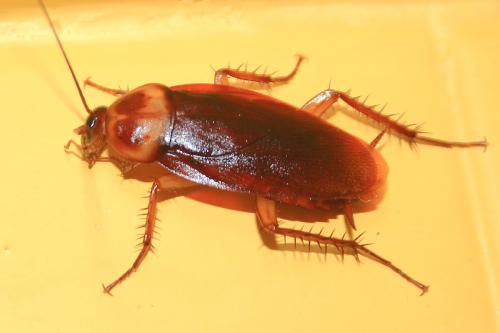 Periplaneta americana