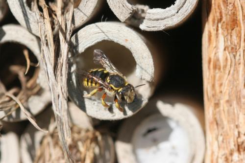 Réf. 150 239 : Anthidium manicatum
