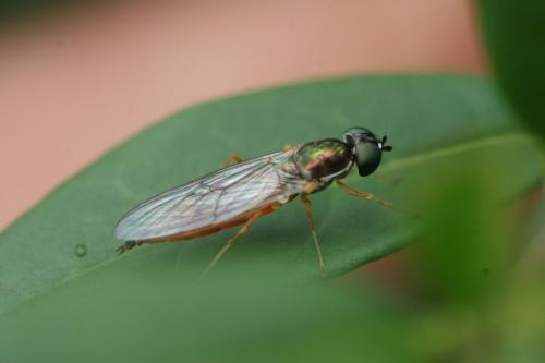 Sargus bipunctatus