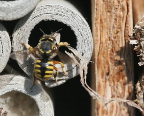Anthidium manicatum