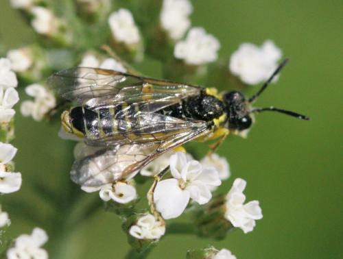 Tenthredo sp.