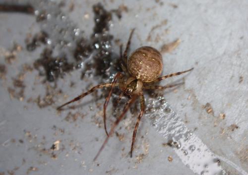 Réf. 150 913 : Metellina merianae