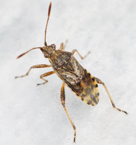 Réf. 150 027 : Stictopleurus punctatonervosus