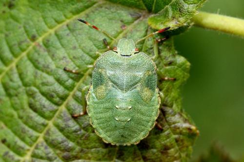 Palomena sp.