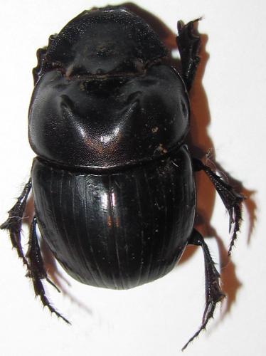 Réf. 150 359 : Catharsius brevicornis
