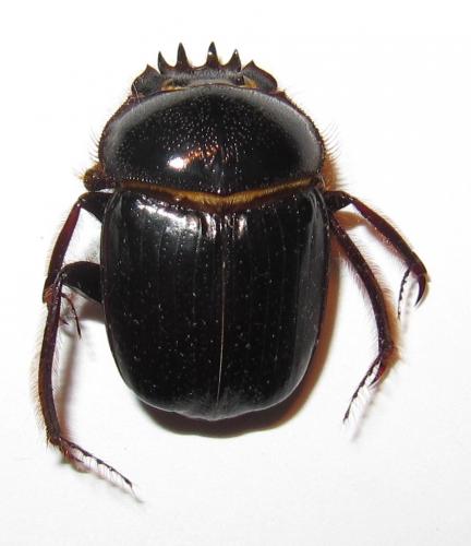 Réf. 150 355 : Scarabaeus furcatus