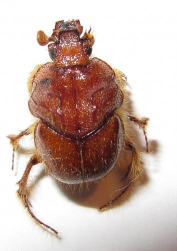 Pseudoathyreus flavohirtus