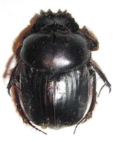 Scarabaeus sp.