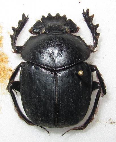 Scarabaeus isidis