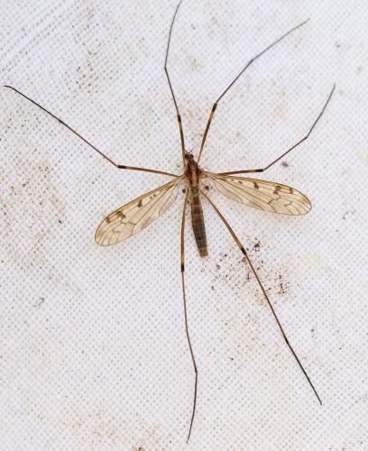 Metalimnobia sp.