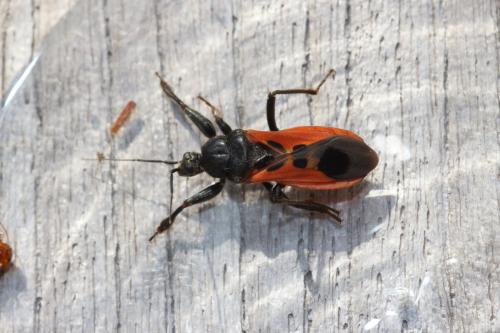 Peirates hybridus