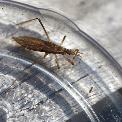 Réf. 150 167 : Pygolampis bidentata