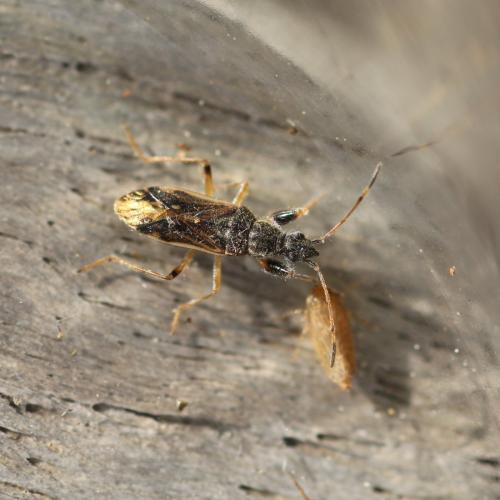 Réf. 150 164 : Paraparomius leptopoides