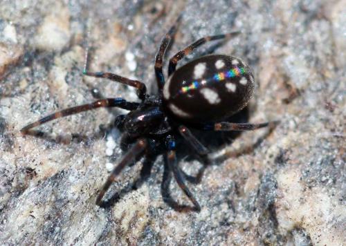 Réf. 150 416 : Nurscia albomaculata