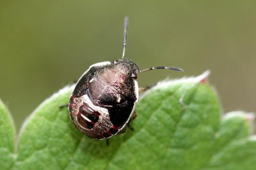 Holcostethus sphacelatus
