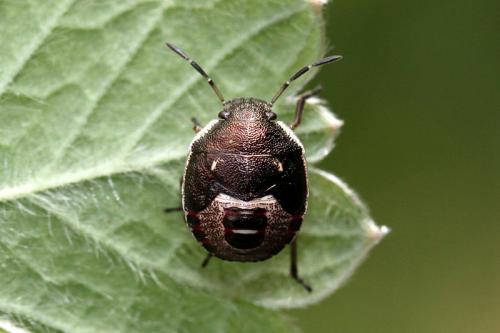 Holcostethus sphacelatus