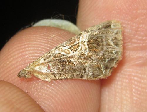 Réf. 150 240 : Sideridis rivularis