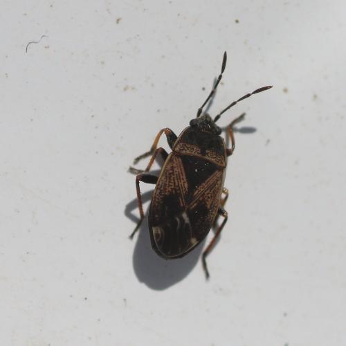 Trapezonotus dispar