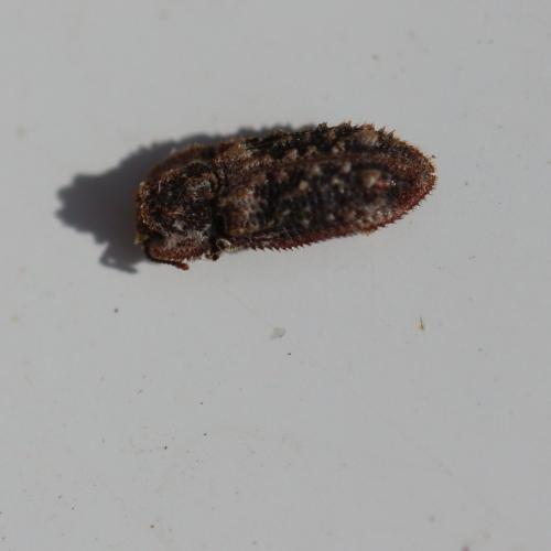 Endophloeus markovichianus