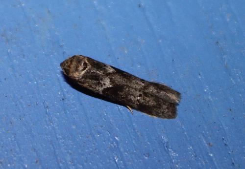 Blastobasis sp.