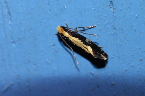 Monopis sp.