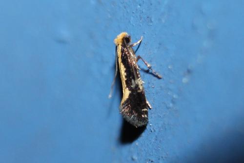 Monopis sp.