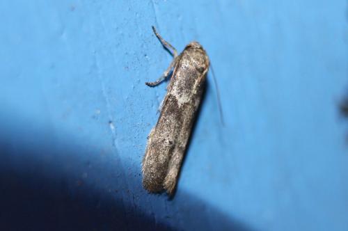 Blastobasis sp.