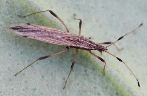 Réf. 150 025 : Berytinus sp.