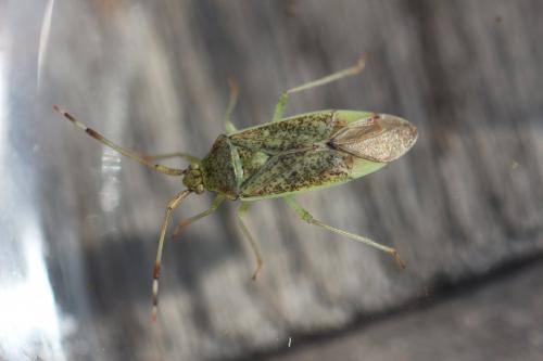Pantilius tunicatus