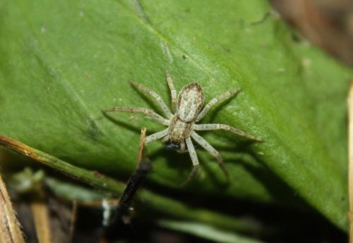 Philodromus dispar