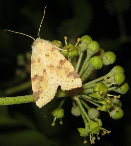 Réf. 150 154 : Xanthia icteritia