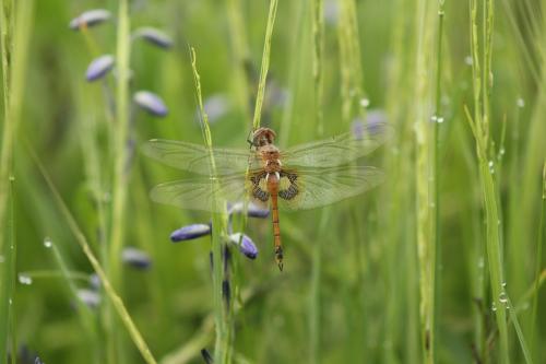 Réf. 150 311 : Tramea basilaris