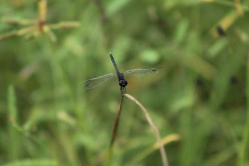 Diplacodes lefebvrii