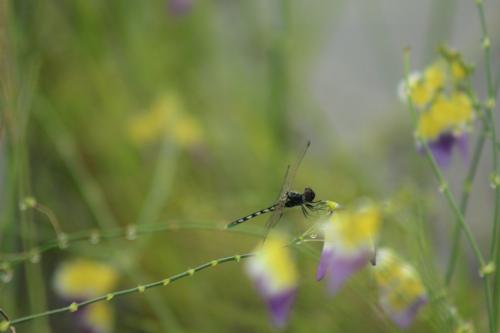 Diplacodes lefebvrii