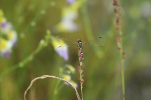 Diplacodes lefebvrii
