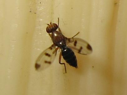 Réf. 150 124 : Geomyza tripunctata