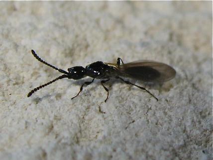 Psilus sp.
