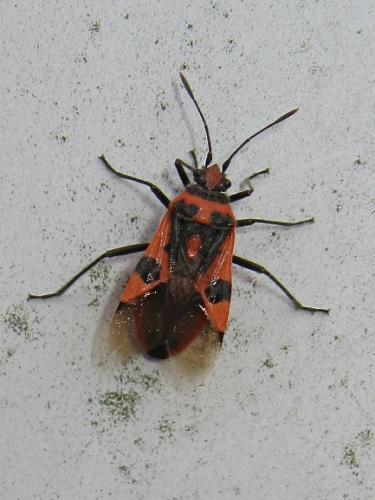 Réf. 150 121 : Corizus hyoscyami hyoscyami