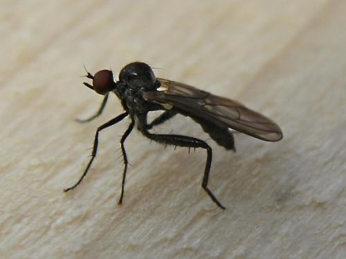 Hybos culiciformis