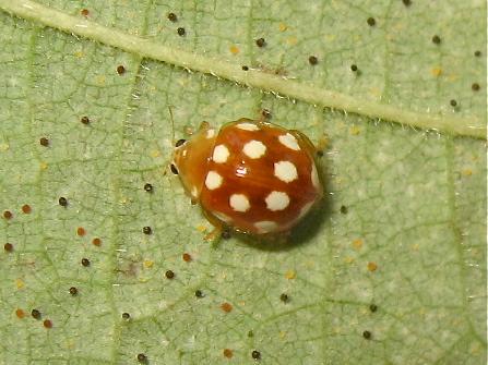 Vibidia duodecimguttata