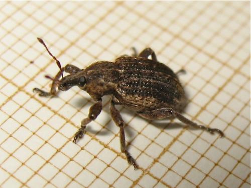 Réf. 150 122 : Brachypera zoilus