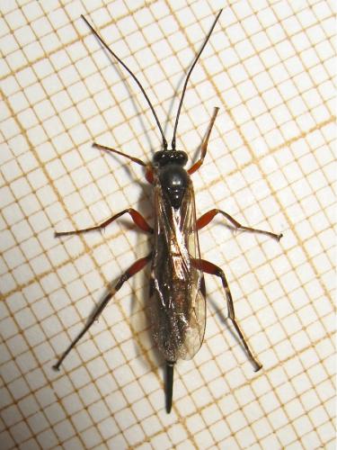 Réf. 150 517 : Pimpla turionellae