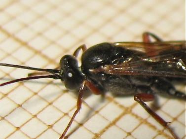 Réf. 150 855 : Pimpla turionellae