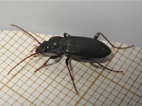 Nebria brevicollis