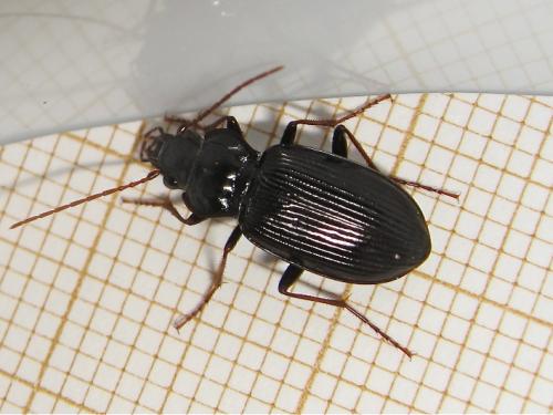 Nebria brevicollis
