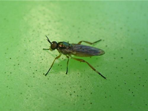 Réf. 150 288 : Chorisops sp.