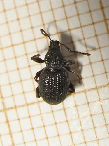 Otiorhynchus ovatus